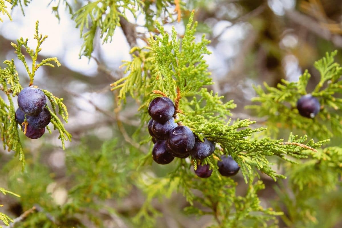 Blaue Beeren - Sadebaum