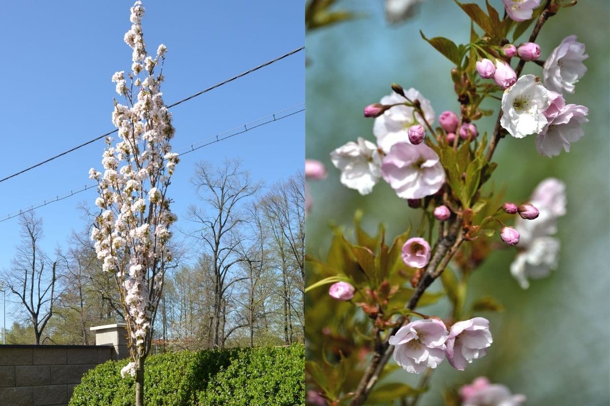 Säulen-Zierkirsche - Prunus serrulata 'Amanogawa'