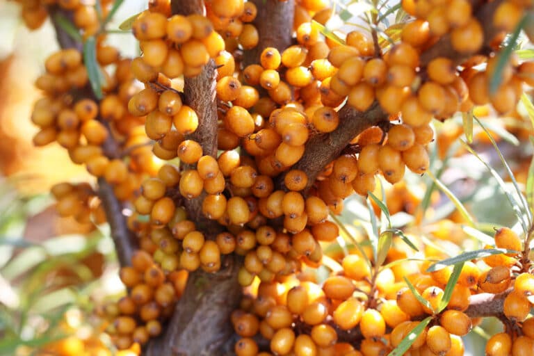 Baum und Strauch mit orangen Beeren 9 Arten Gartenrat.de