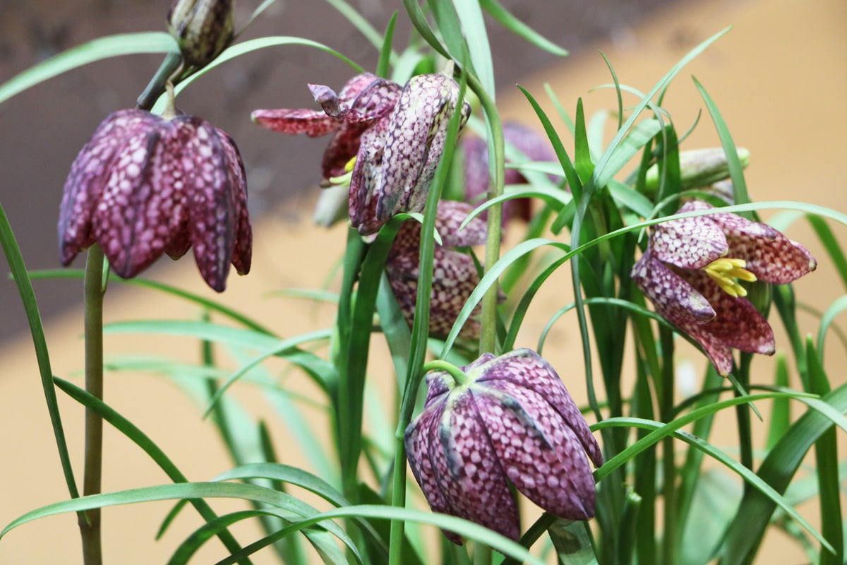 Schachbrettblume - Fritallaria meleagris