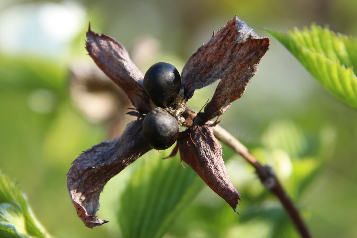 Scheinkerrie - Rhodotypos scandens