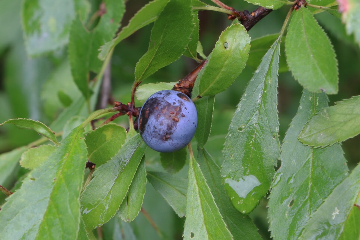 Schlehdorn - Prunus spinosa