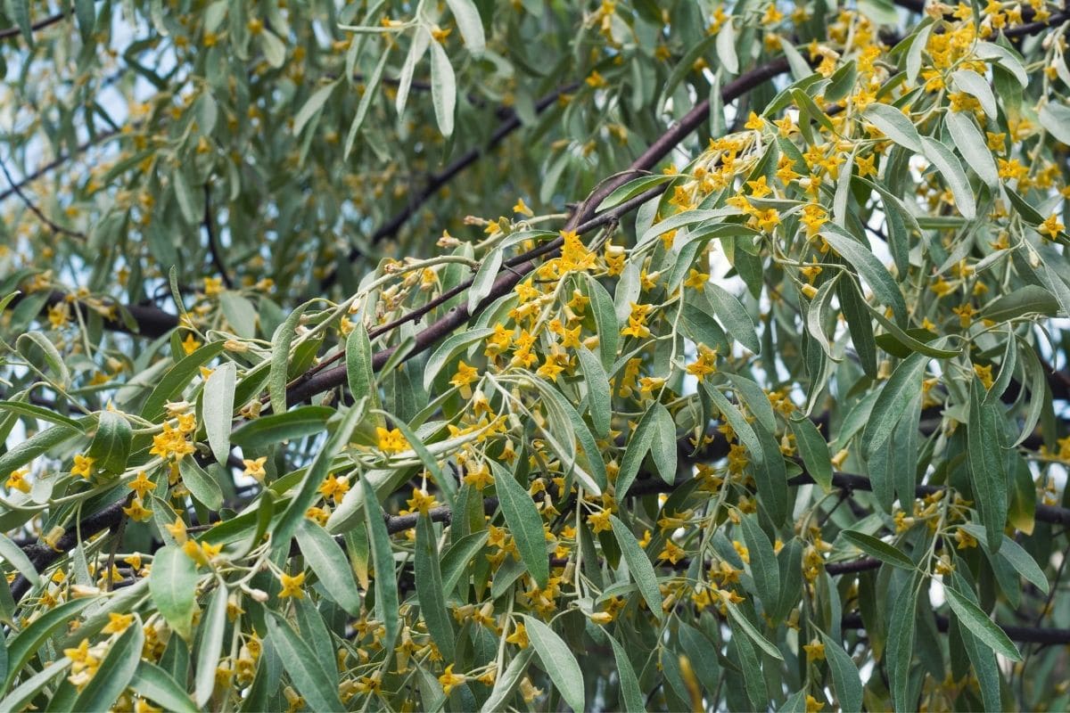 Schmalblättrige Ölweide - Elaeagnus angustifolia