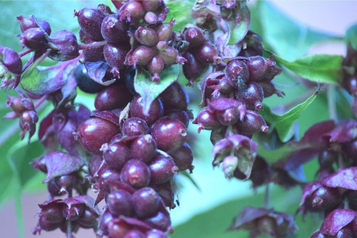 Schöne Leycesterie - Leycesteria formosa