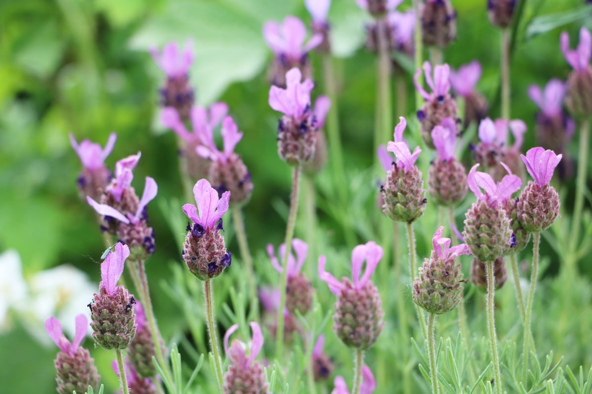 Schopflavendel - Lavandula stoechas