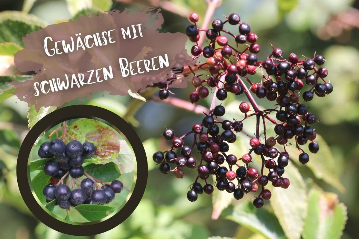 Schwarze Beeren - Holunder und Aronia