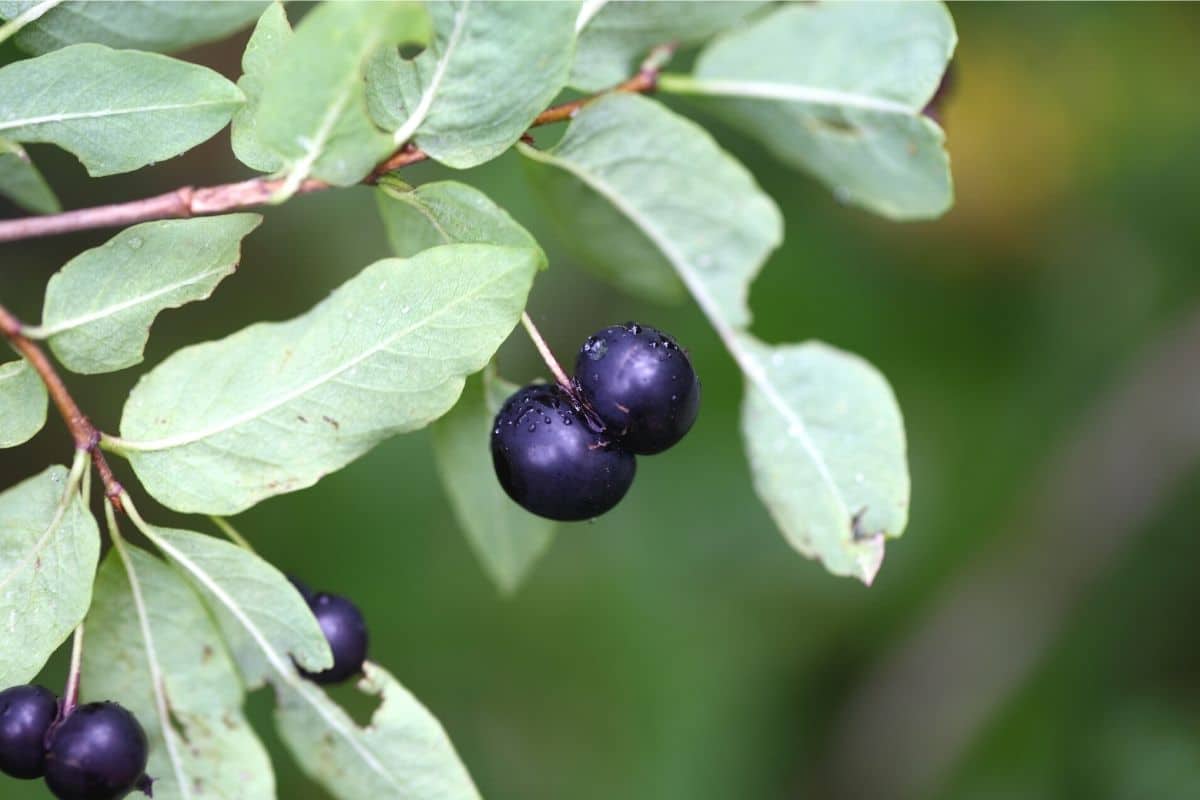 Blaue Beeren - Schwarze Heckenkirsche