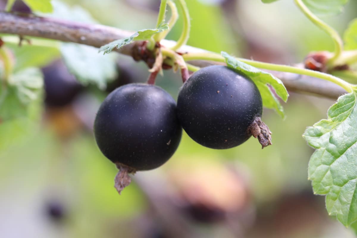 Baum Und Strauch Mit Schwarzen Beeren 19 Arten Gartenrat de