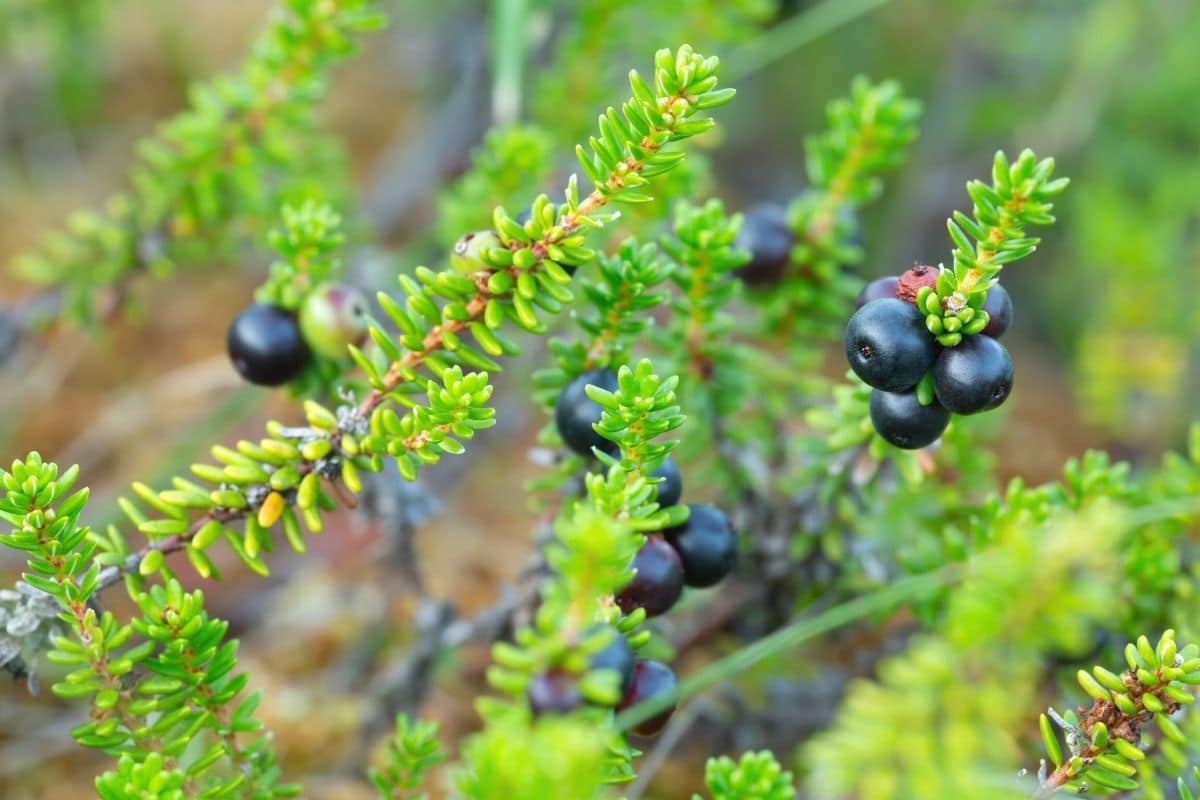 Schwarze Krähenbeere - Empetrum nigrum