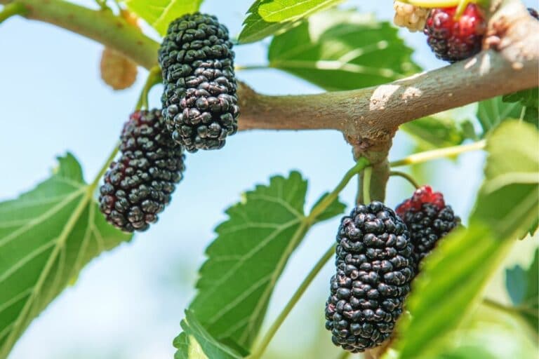 Baum und Strauch mit schwarzen Beeren 19 Arten Gartenrat.de