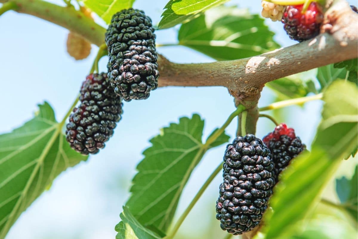 Schwarze Beeren - Schwarze Maulbeere