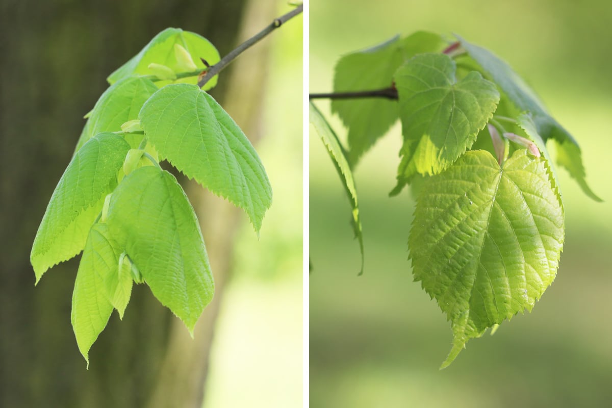 Blätter der Sommerlinde und Winterlinde