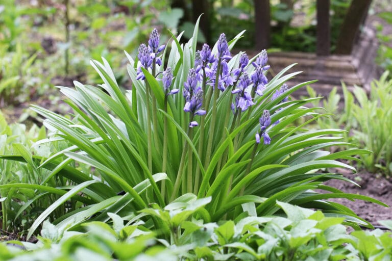 32 blaue Frühblüher die schönsten Frühlingsblüher Gartenrat.de