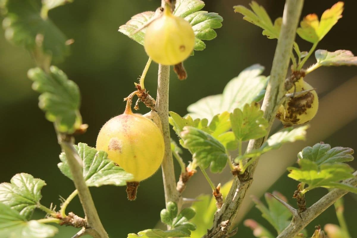 Stachelbeere - Ribes uva-crispa