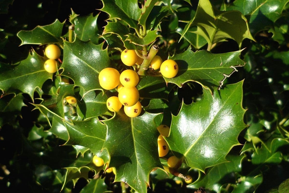 Stechpalme - Ilex aquifolium 'Bacciflava'