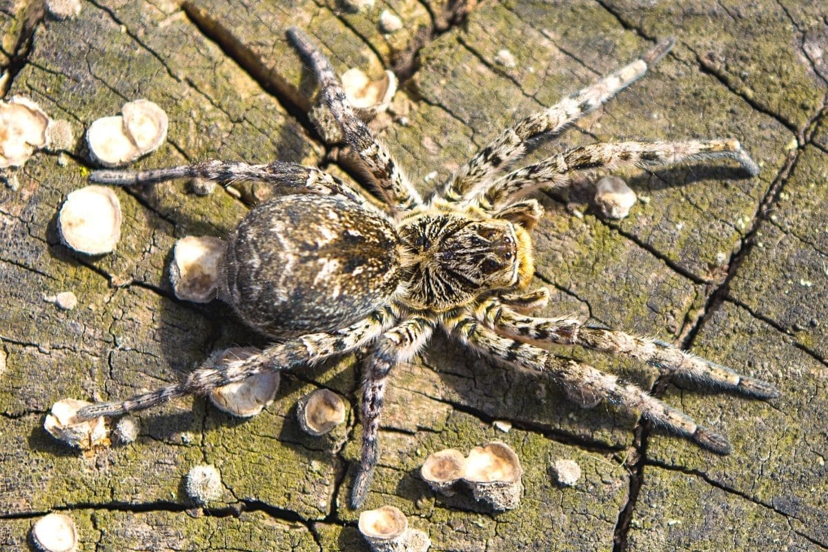 Südrussische Tarantel - Lycosa singoriensis