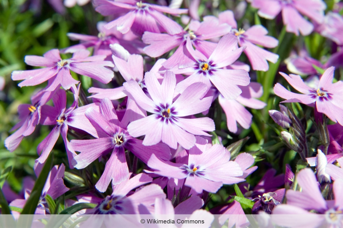 Lila Frühblüher 'Purple Beauty'