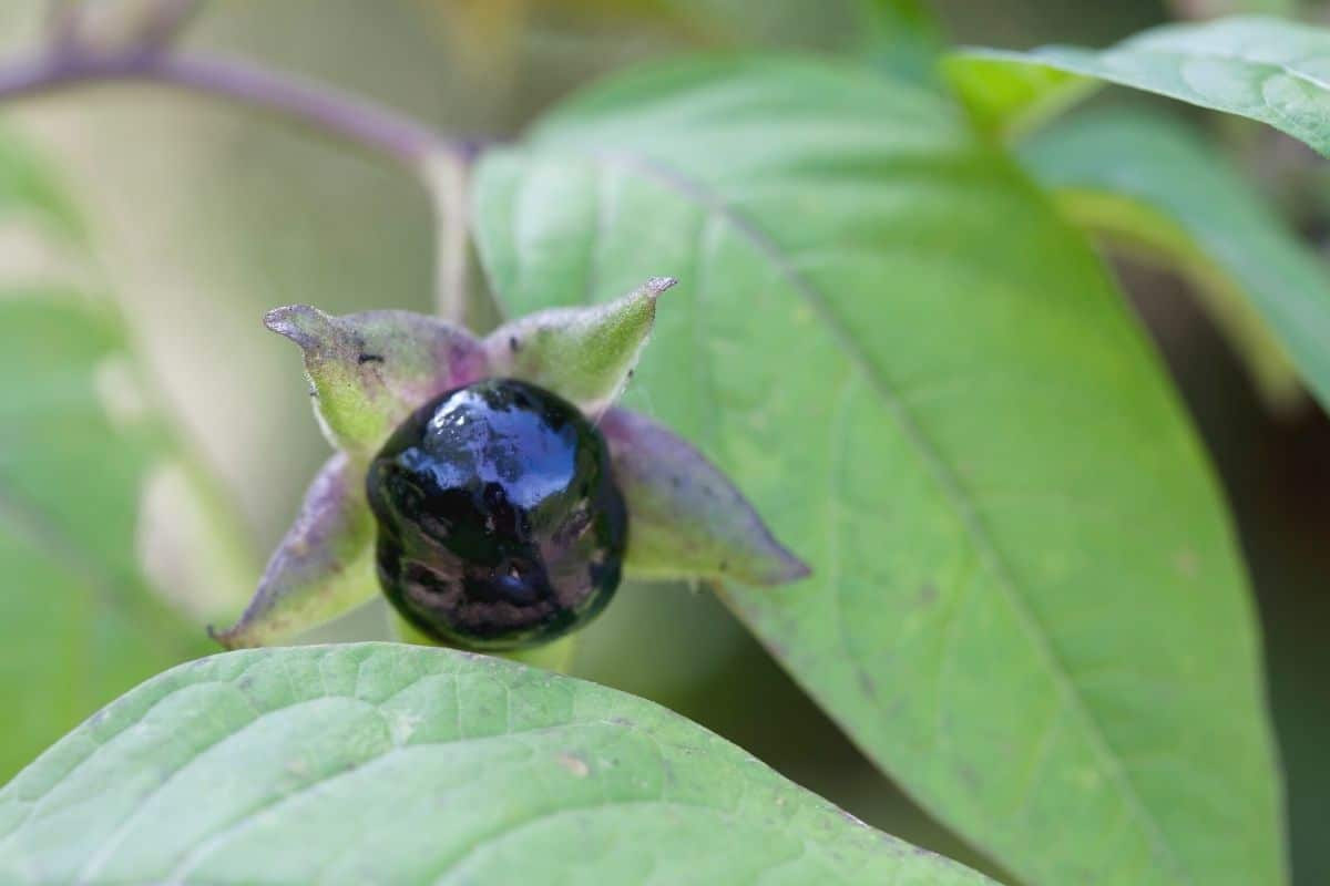 Tollkirsche - Atropa belladonna