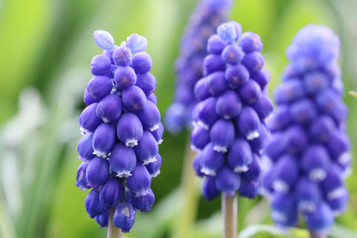 Traubenhyazinthe - Muscari armeniacum