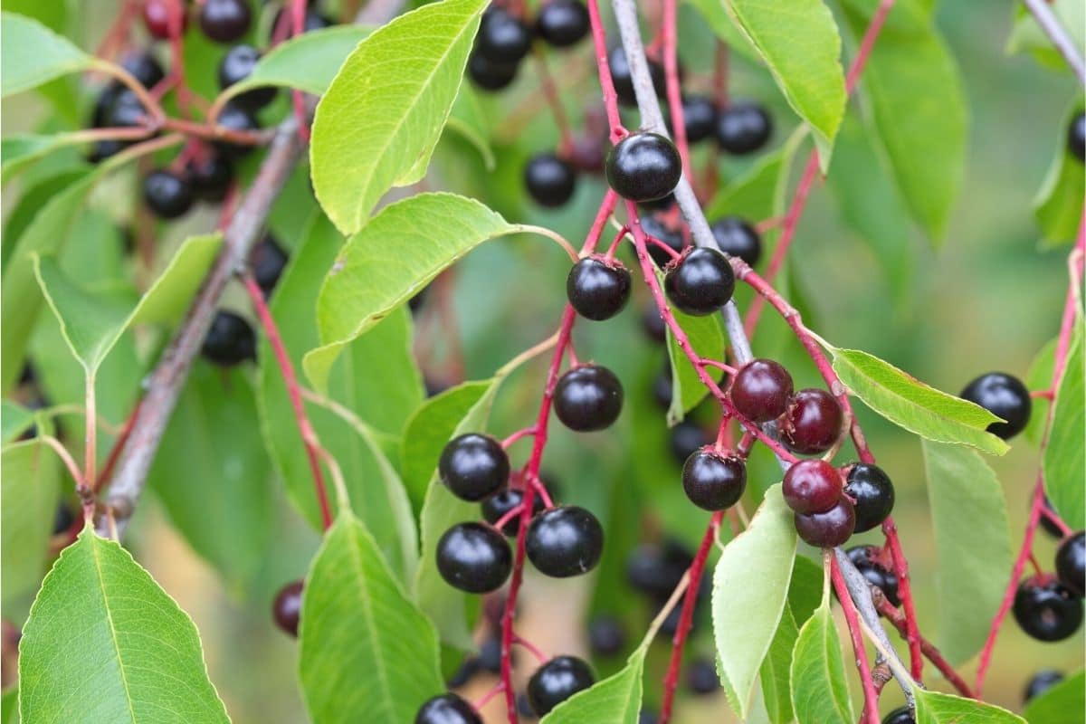 Traubenkirsche - Prunus padus