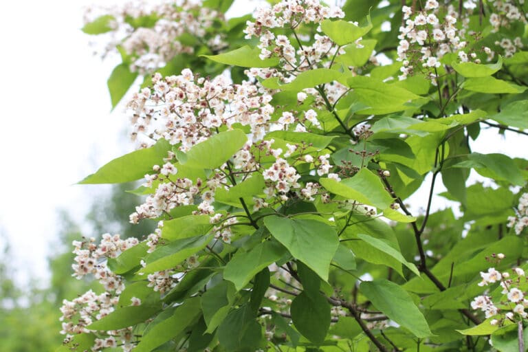 Schnellwachsende Bäume 16 ideale Schattenspender Gartenrat.de