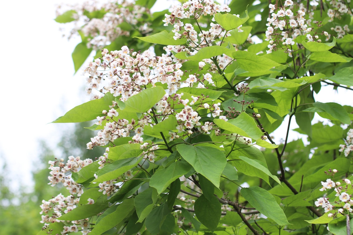 Trompetenbaum - Catalpa bignonioides