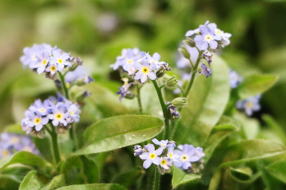 Vergissmeinnicht - Myosotis sylvatica