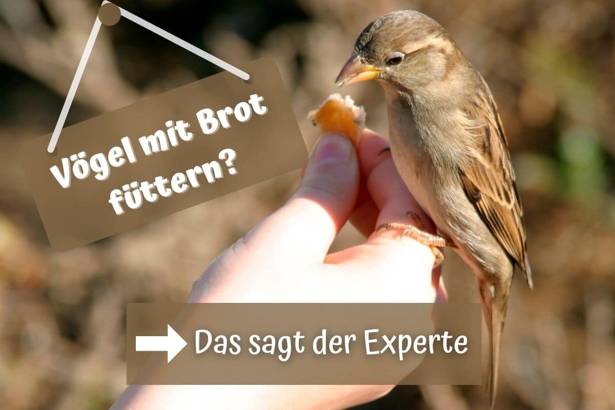 Vögel mit Brot füttern