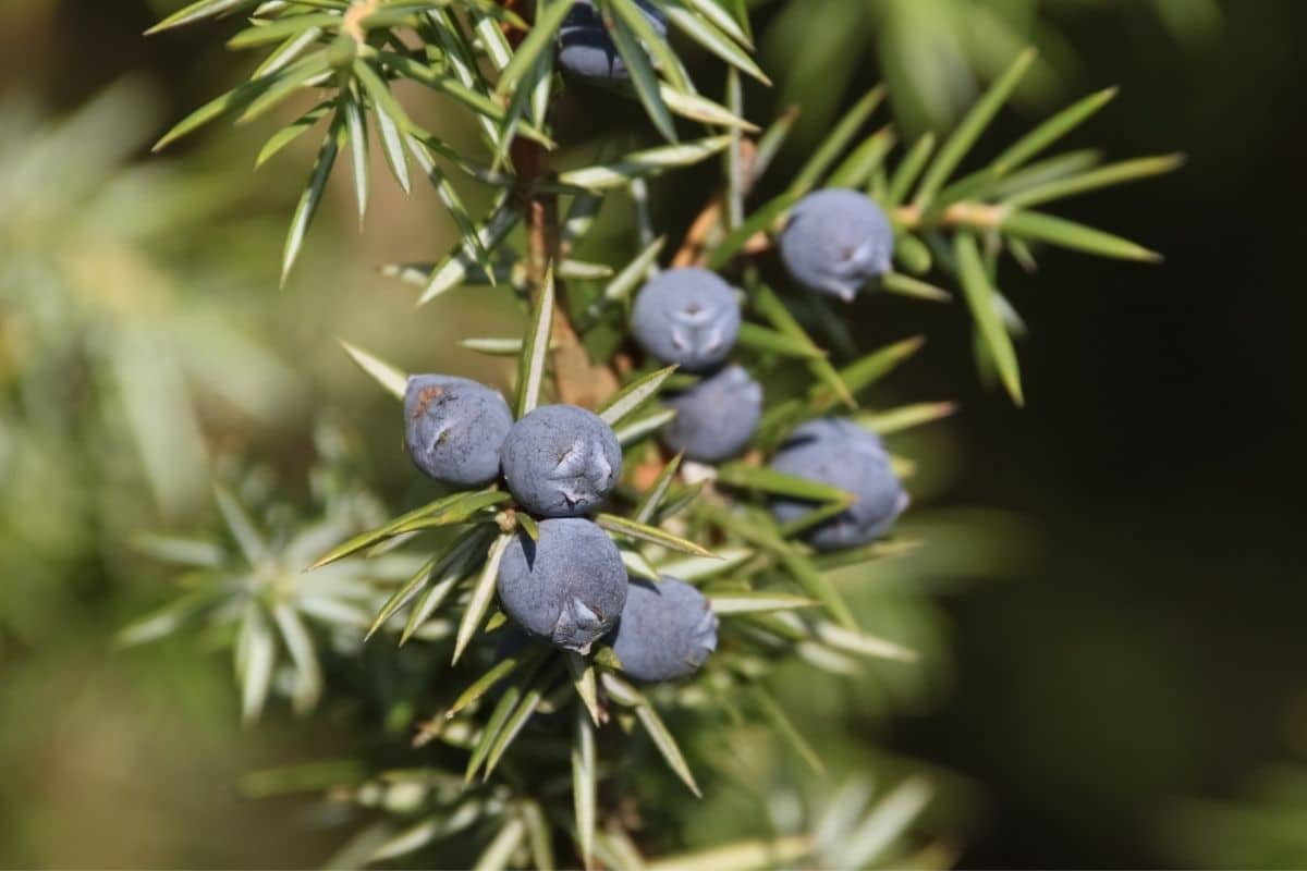 Wacholderbeeren