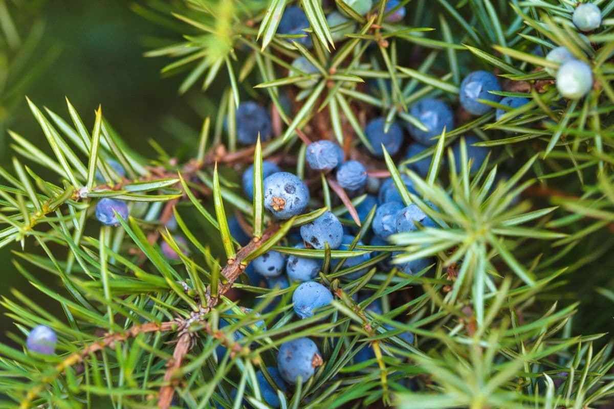 Gemeiner Wacholder - Juniperus communis