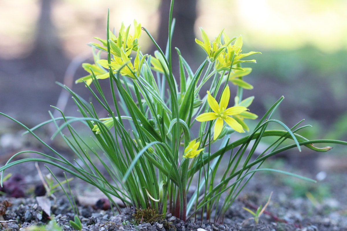 Wald-Gelbstern - Gagea lutea