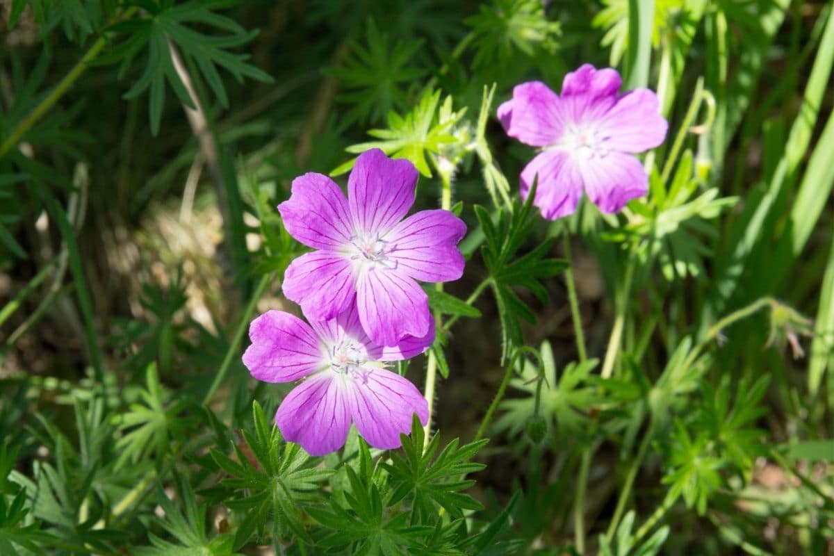 Wald-Storchschnabel - Geranium sylvatica