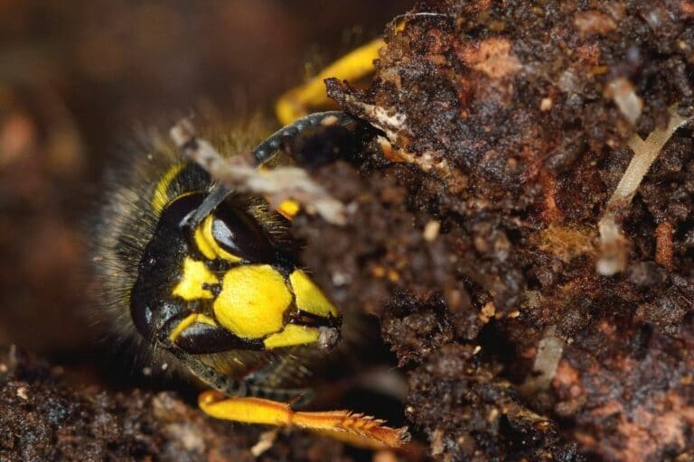 Wespenkönigin erkennen: wie sieht sie aus? - Gartenrat.de