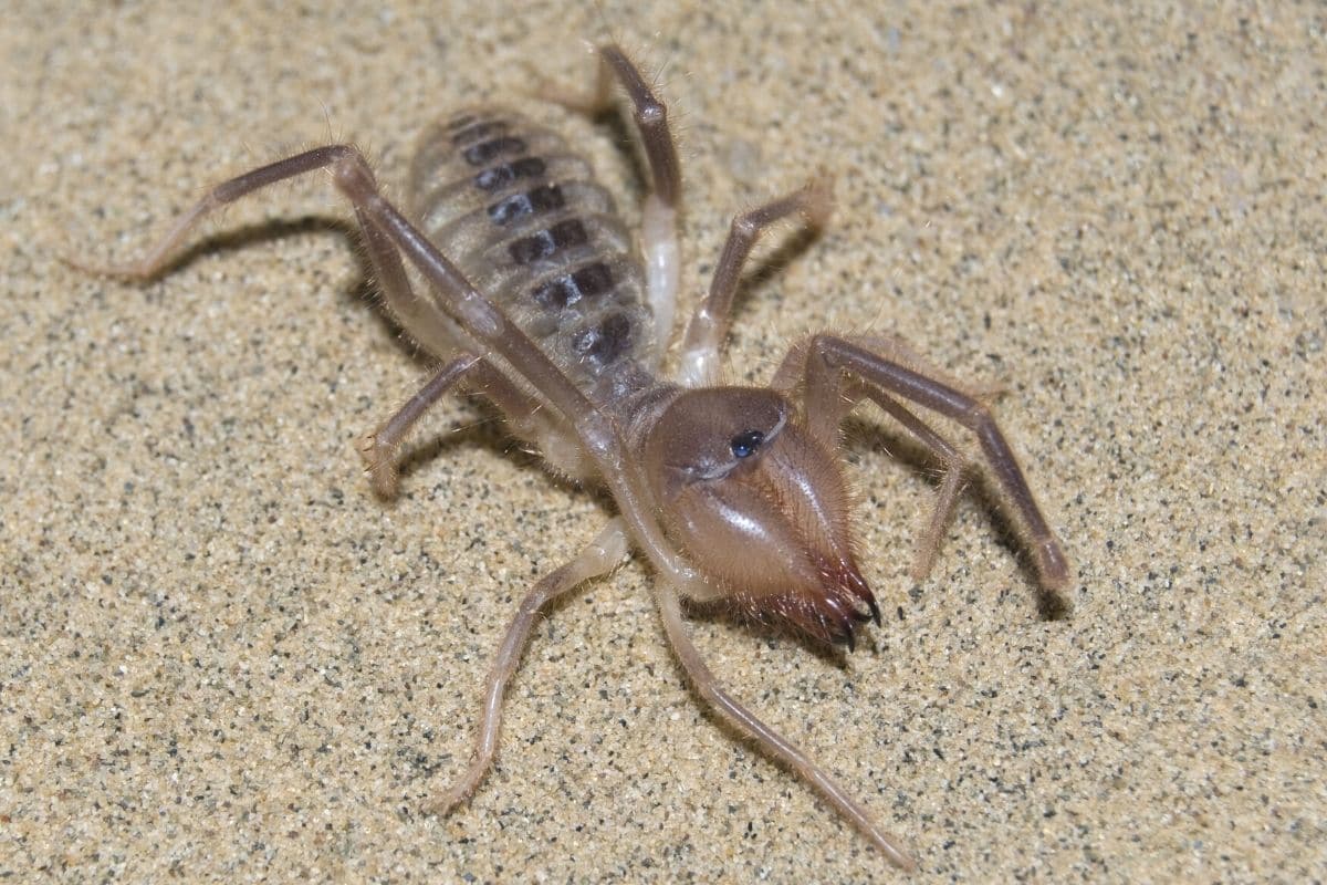 Walzenspinne - Solifugae