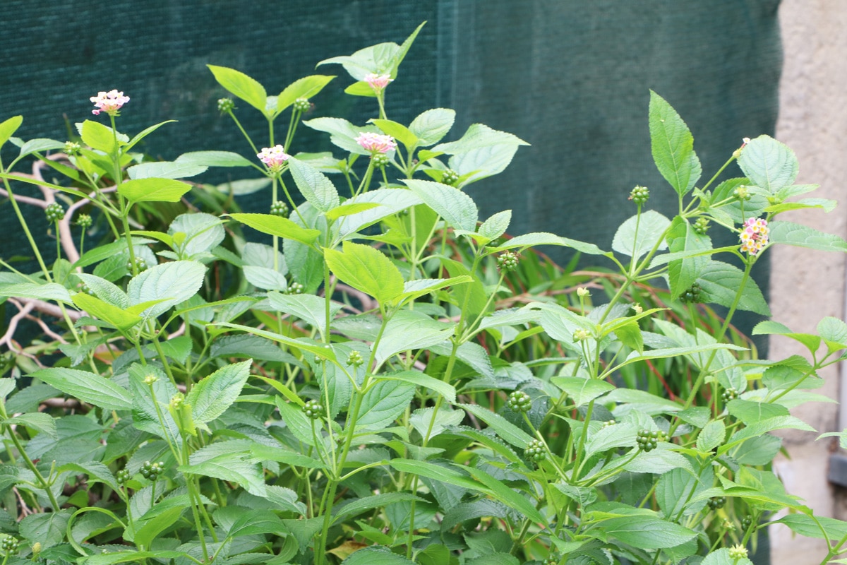 Wandelröschen - Lantana camara