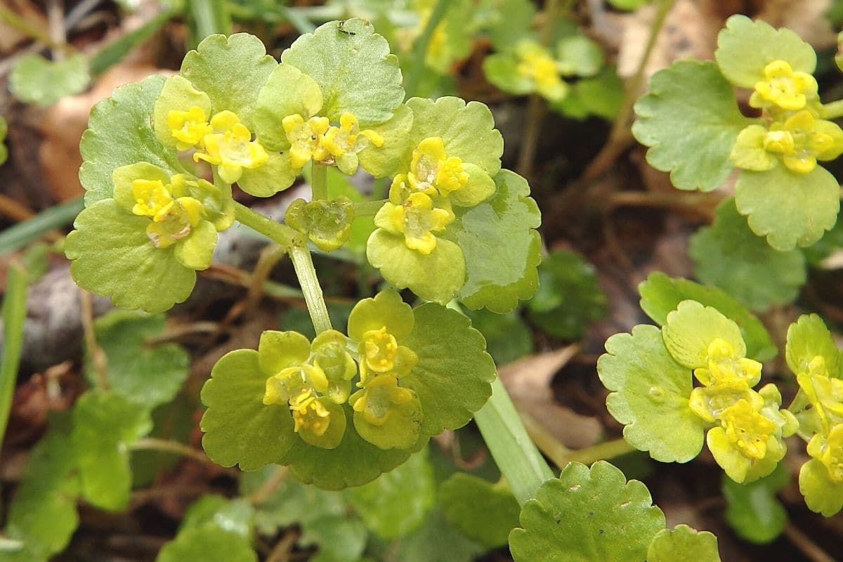 Gelbe Frühblüher - Wechselblättriges Milzkraut