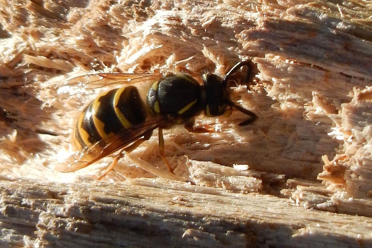 Holz als Material für Wespennest