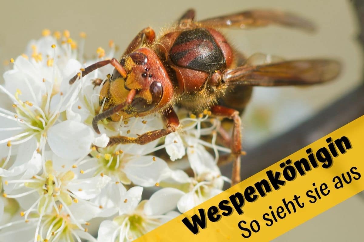 Wespenkönigin erkennen