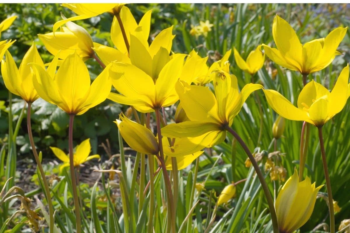 Wilde Tulpe - Tulipa sylvestris