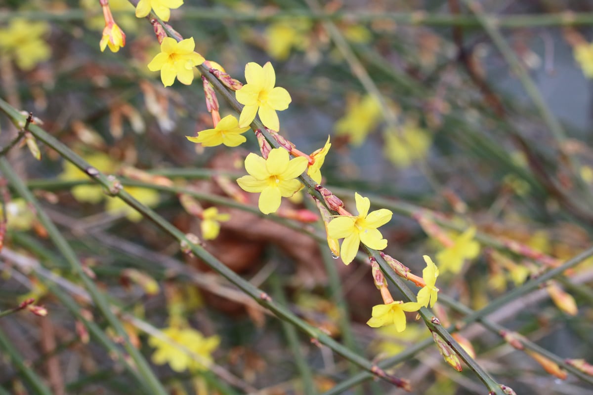 Winterjasmin - Jasminum nudiflorum