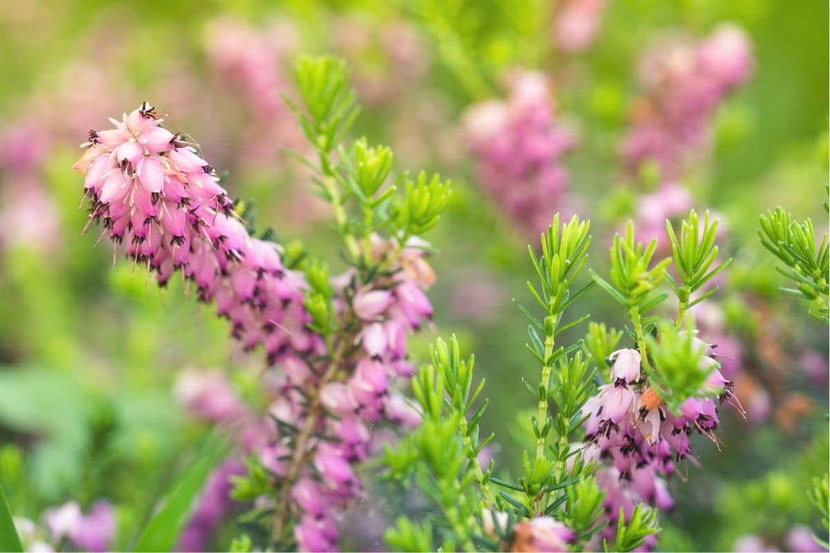 Winterheide - Erica carnea