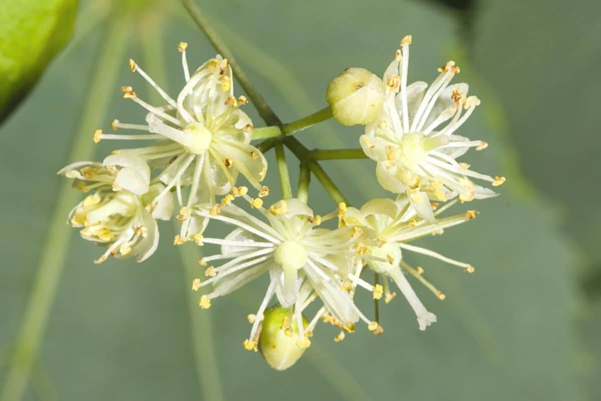 Blüte der Winterlinde