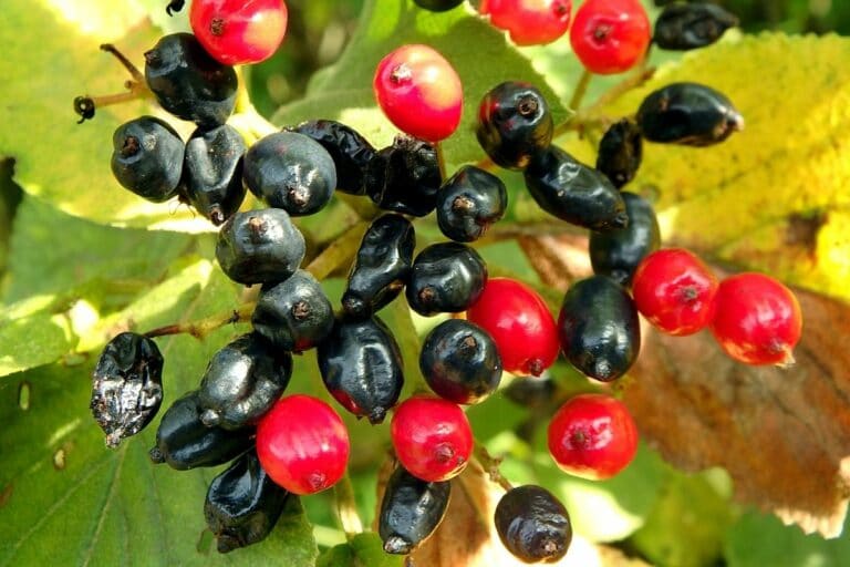 Baum Und Strauch Mit Schwarzen Beeren 19 Arten Gartenrat de