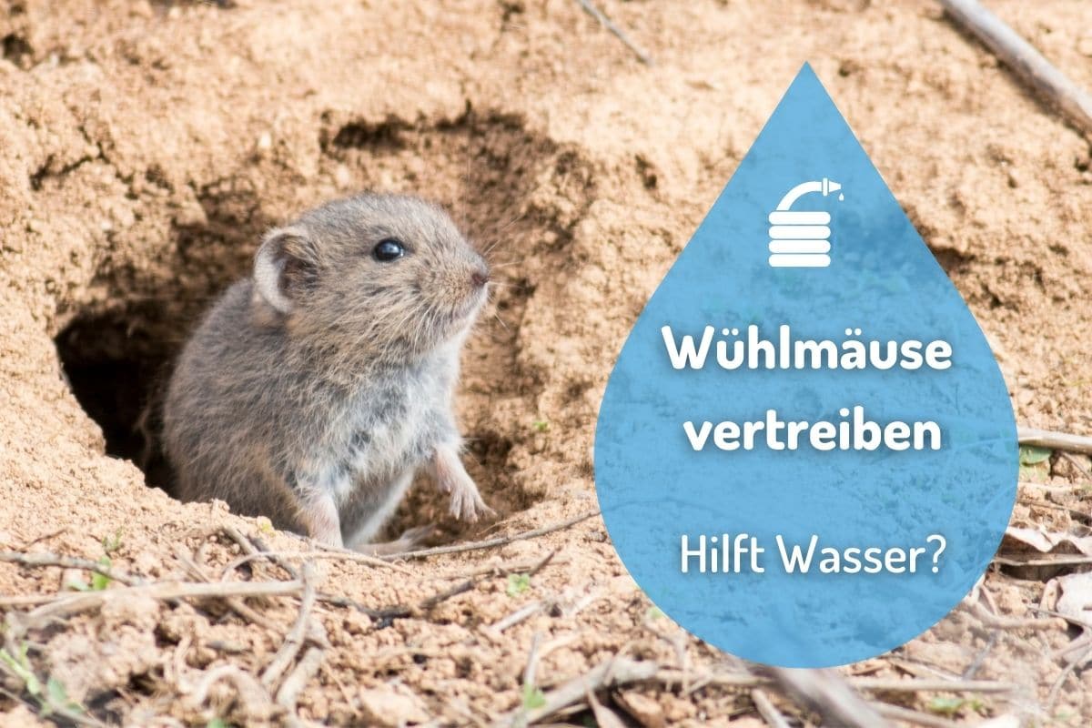 Wühlmäuse mit Wasser vertreiben