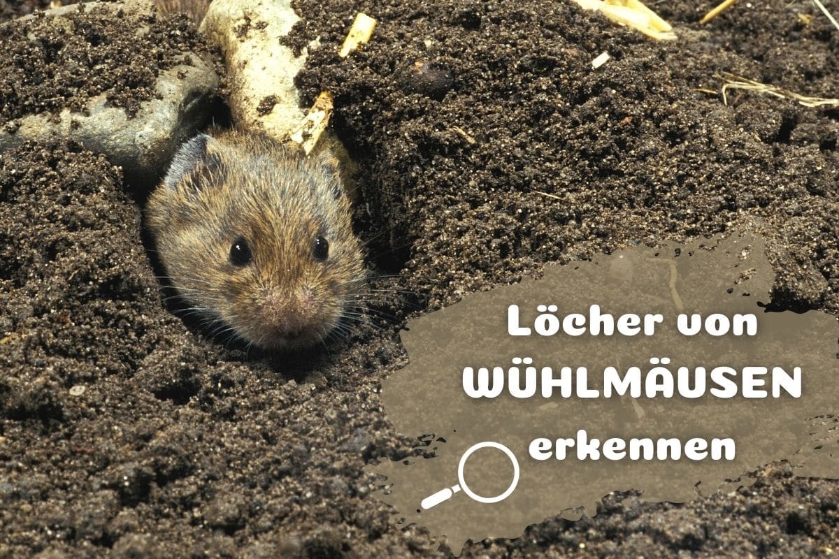 Löcher von Wühlmäusen erkennen