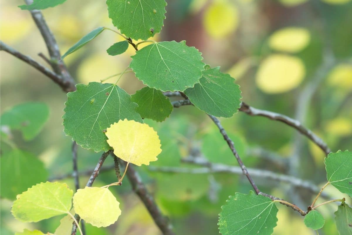 Zitterpappel - Populus tremula