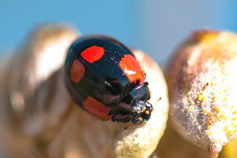 Marienkäfer Schwarz Mit Roten Punkten Giftig