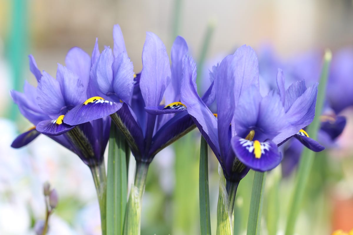 Blaue Frühblüher - Zwerg-Iris 'Harmony'