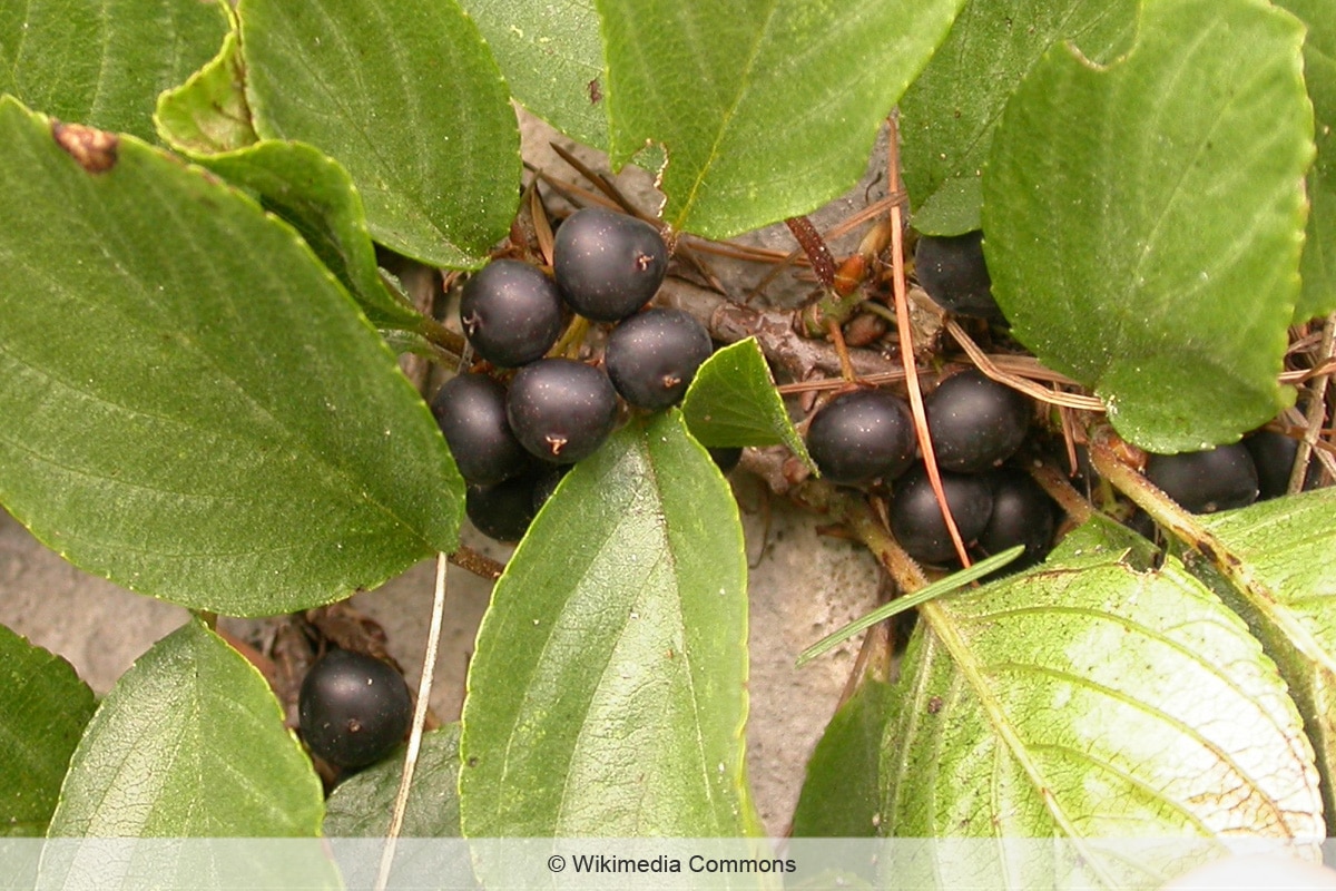 Zwerg-Kreuzdorn - Rhamnus pumila