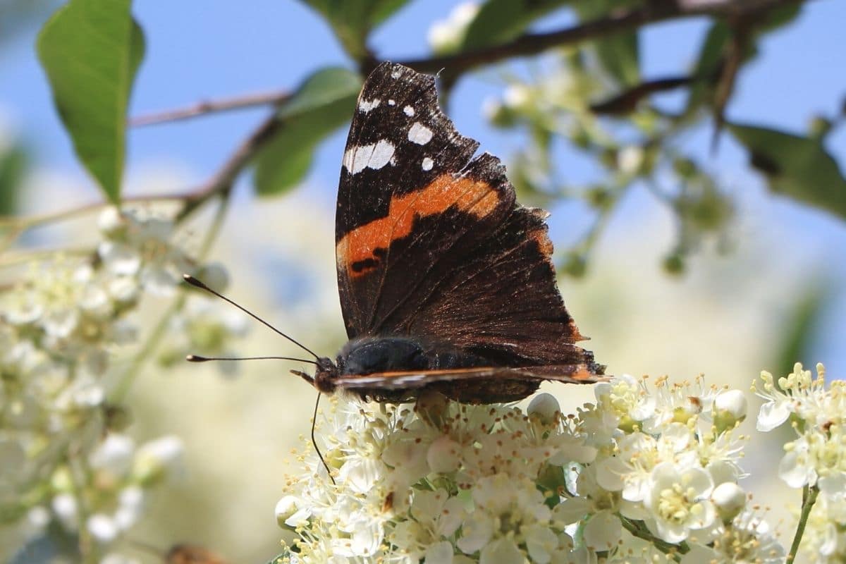 Insekten mit Rüssel - Admiral